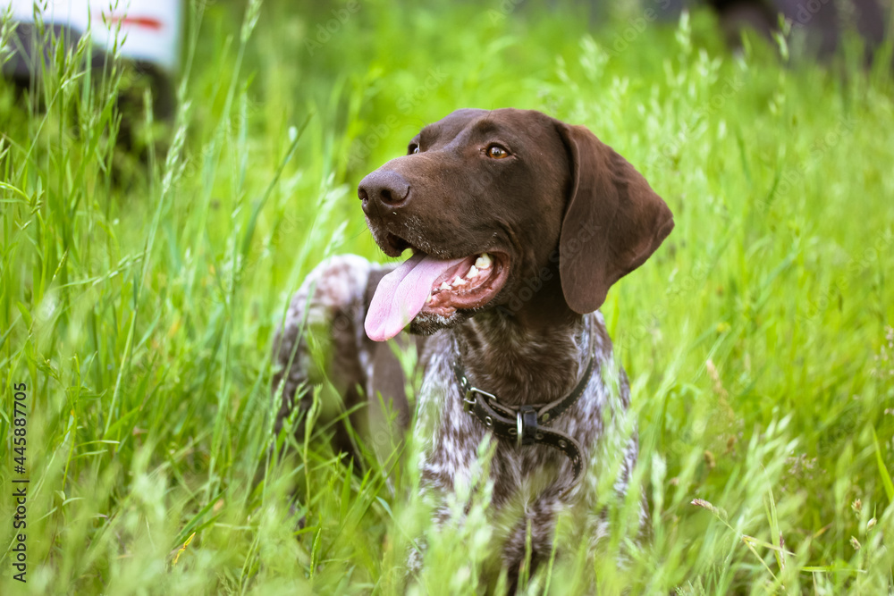 A beautiful Drathaar dog with tongue out on a green meadow at summer day. Concentrated anxious gun dog face. A German hound. A large breed of hunting dog with a collar around neck. Devoted friend
