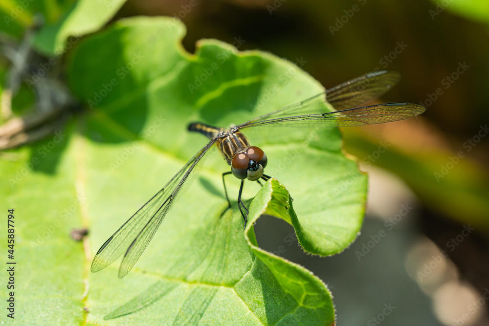 Blue Dasher Dragonfly on Leaf Blue Dasher Dragonfly on Leaf