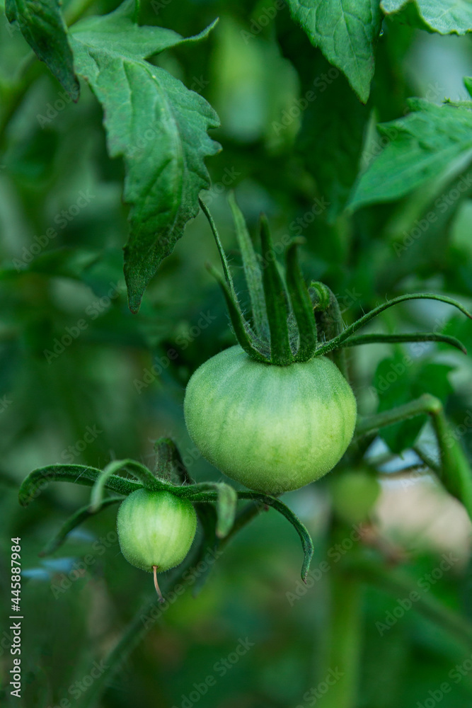 Green unripe tomatoes on a branch. New harvest. Vertical.