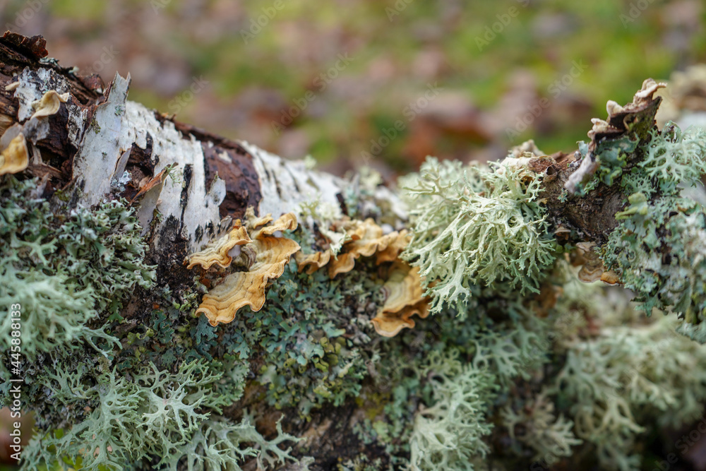 Close up of moss and lichen growing on a tree branch