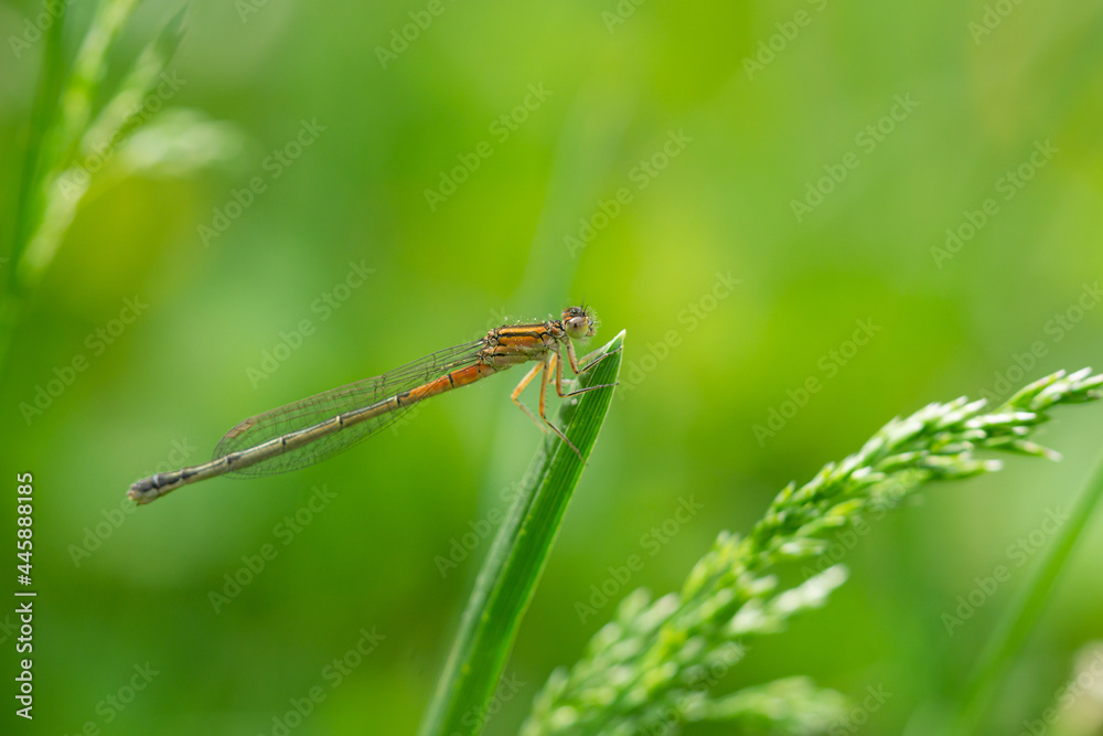 Eastern Forktail on Leaf in Springtime Eastern Forktail on Leaf in Springtime