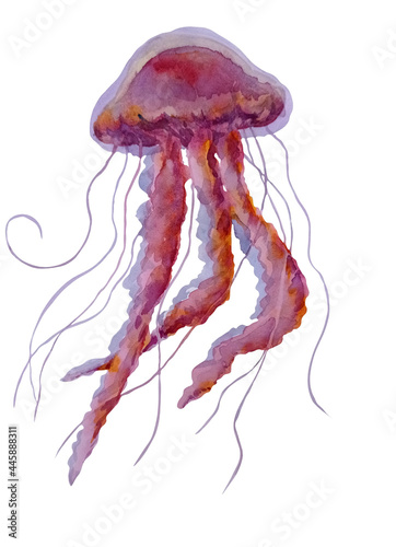 sea jellyfish in pink watercolor sketch