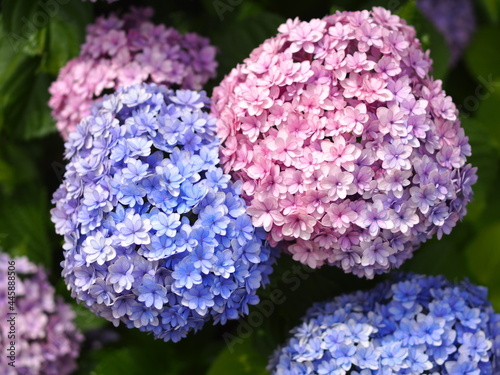 色が変化するアジサイの花