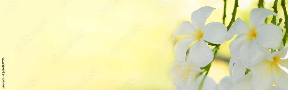 Fototapeta premium Nature view of white flowers in garden Natural green leaves plants in summer using as spring background cover page greenery environment ecology Global Warming Save World Save Planet Humanity Wallpaper