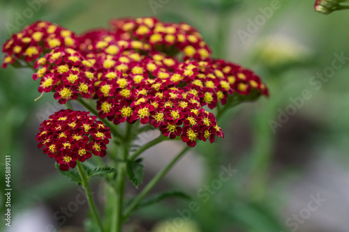 Red Yarrow Flowers in Bloom