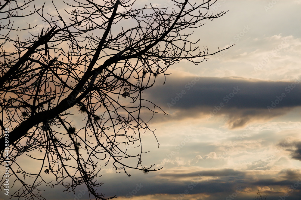 silhouette of tree silhouette of tree