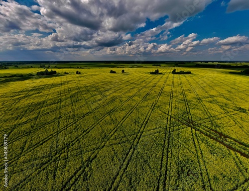 Rapeseed field