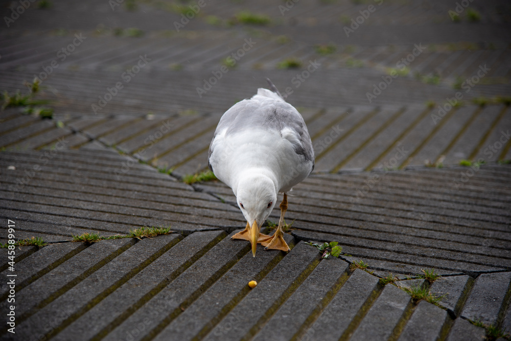 Fototapeta premium Una gaviota mirando un trozo de comida con el fondo de baldosa gris desenfocada 