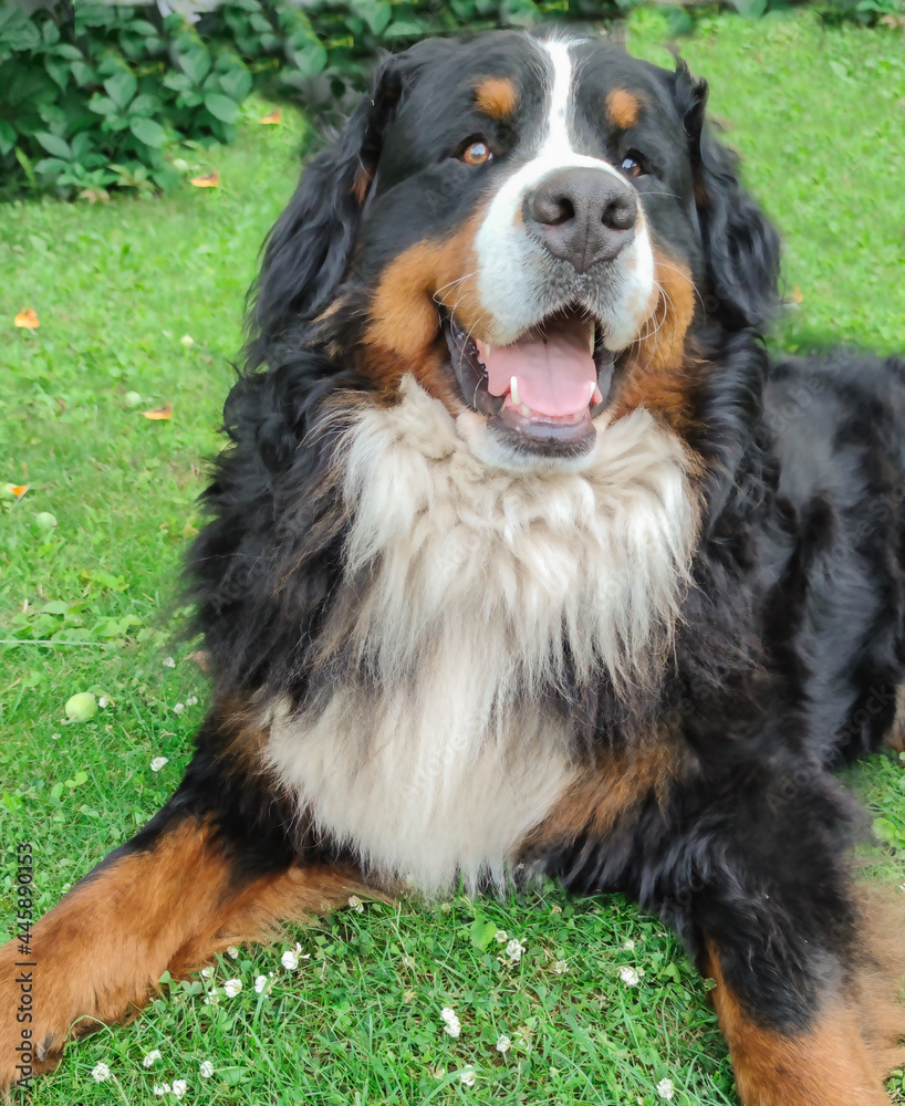 bernese mountain dog sitting on the grass