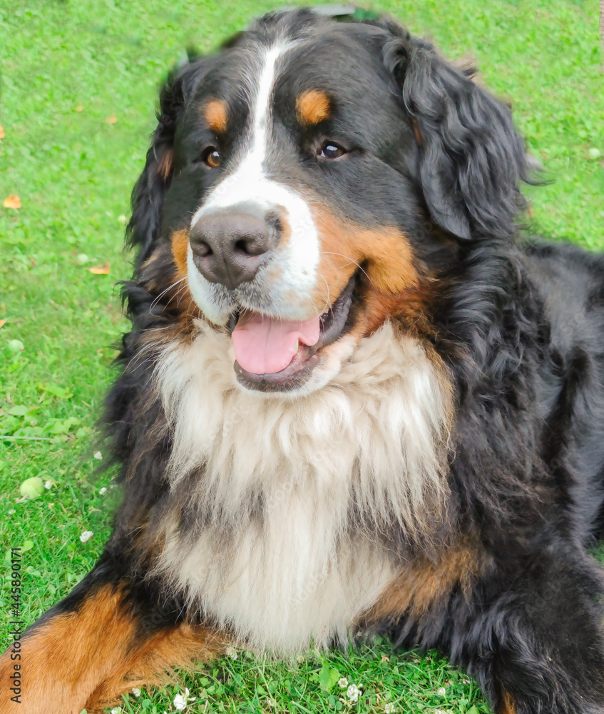 big happy  bernese mountain dog  on a background of green grass