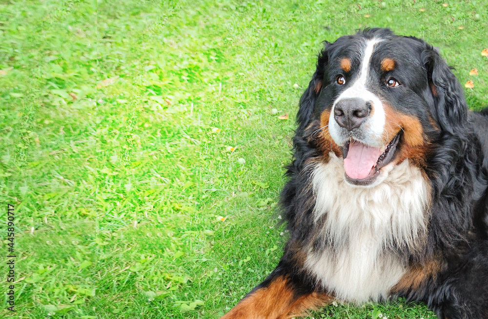 big happy dog bernese mountain dog on a green grass big happy dog bernese mountain dog on a green grass
