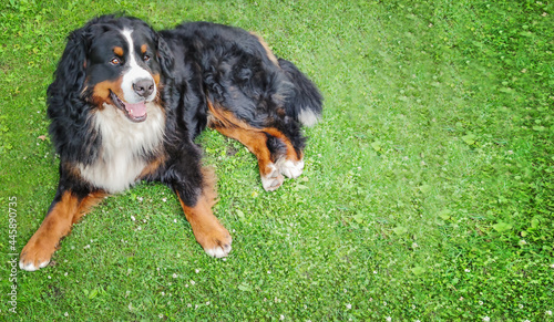 bernese mountain dog on the grass