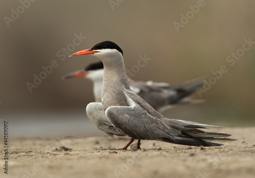 A White-cheeked Tern at Asker marsh  Bahrain