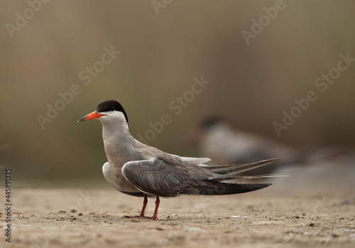 Portrait of a White-cheeked Tern at Asker marsh, Bahrain