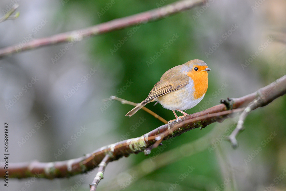 Robin on a branch in winter