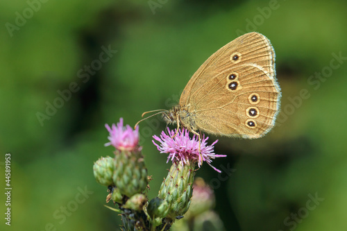 Ringlet (Aphantopus hyperantus) feeding on a thistle blossom. photo