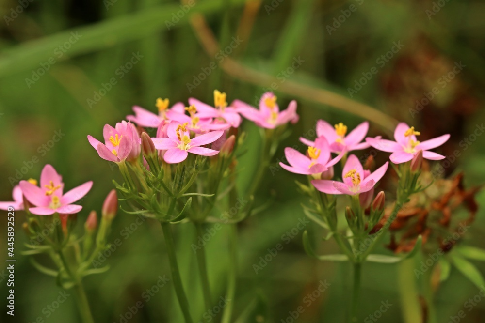 Echtes Tausendgüldenkraut (Centaurium erythraea) Echtes Tausendgüldenkraut (Centaurium erythraea)