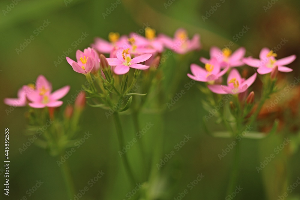 Echtes Tausendgüldenkraut (Centaurium erythraea) Echtes Tausendgüldenkraut (Centaurium erythraea)
