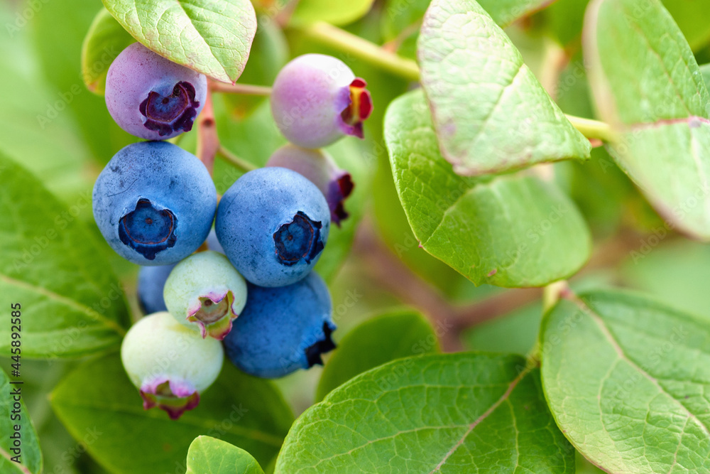 blue and green blueberries on bush closeup, stock photo blue and green blueberries on bush closeup, stock photo