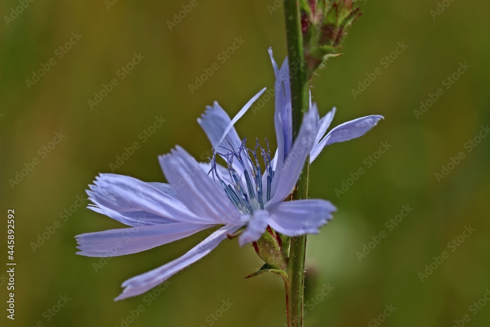 Gewöhnliche Wegwarte (Cichorium intybus). Gewöhnliche Wegwarte (Cichorium intybus).