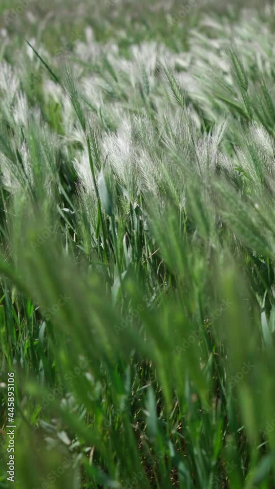 Fresh Meadow Grass Swaying in Wind. Green Grass Background. Vertical Video stock video Fresh Meadow Grass Swaying in Wind. Green Grass Background. Vertical Video stock video