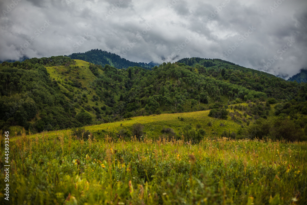 landscape in the summer