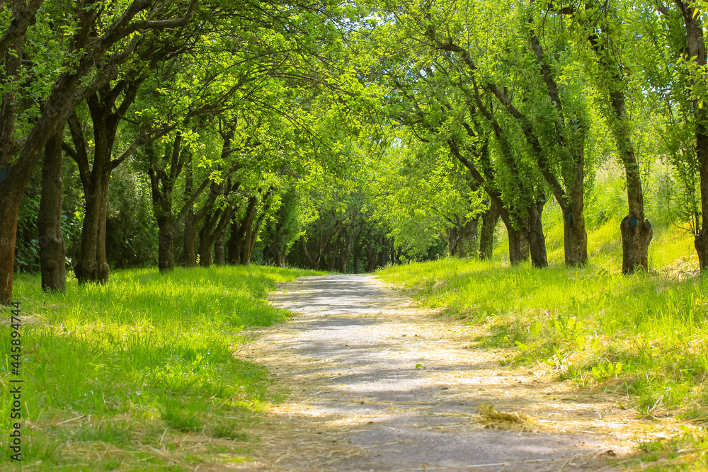 A tunnel of branched trees in apple green orchard in spring or summer sunny day. A tunnel of branched trees in apple green orchard in spring or summer sunny day.