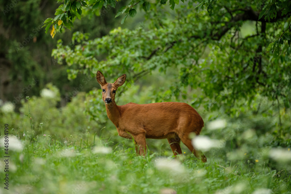 Female roe deer mammal on green meadow Female roe deer mammal on green meadow