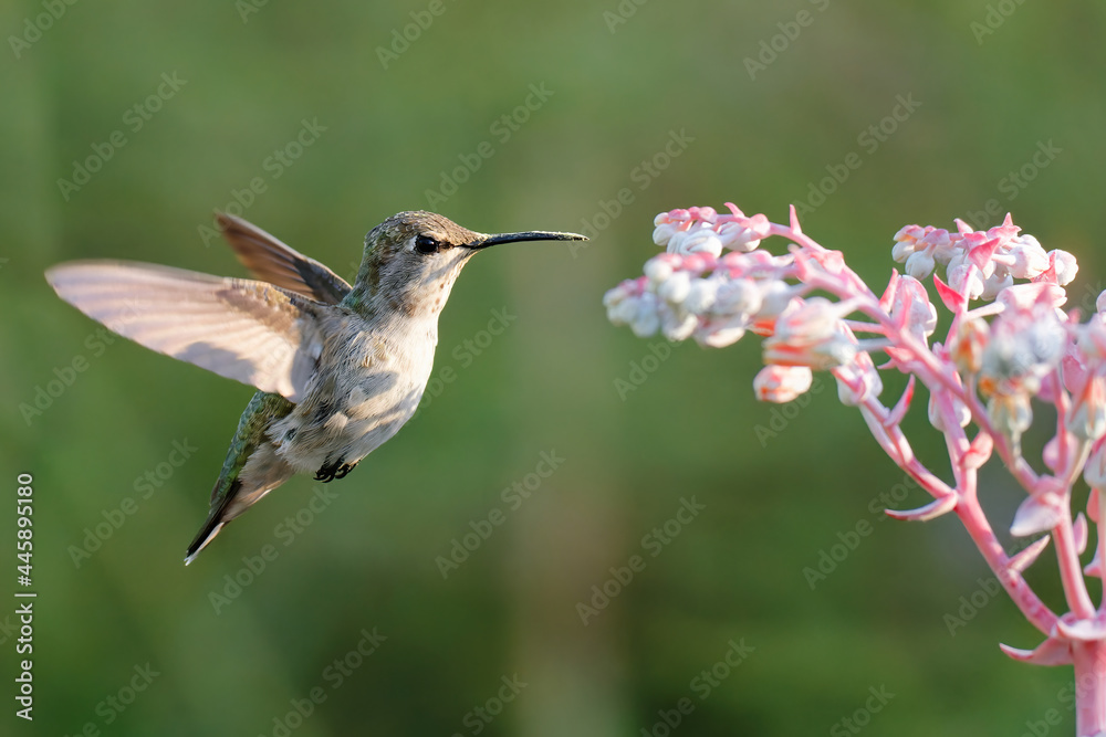 Fototapeta premium Beautiful shot of a cute gray hummingbird in flight on a blurry background