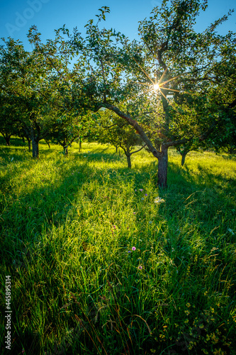 Sunstar between apple tree and summer meadow