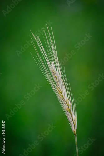 Ripe wheat ear close-up