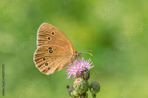 Ringlet (Aphantopus hyperantus) feeding on a thistle blossom. Light green bokeh in background. photo