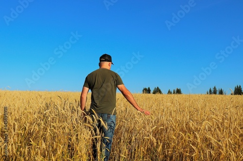 Wheat field, farmer evaluates the yield and ripeness of wheat  © Ruslan