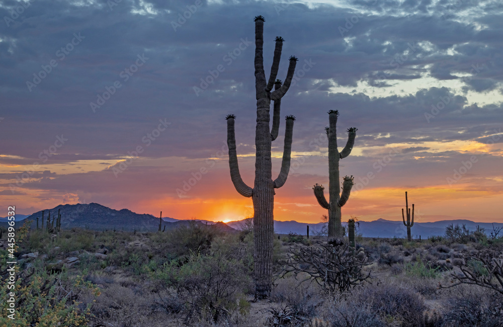Sunrise Scene In Scottsdale Arizona Desert With Saguaro Cactus