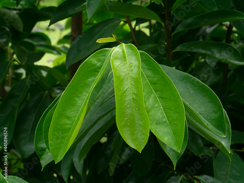 Soursop fruit, Prickly Custard leaves. Plant for Treatment of carcinoma photo