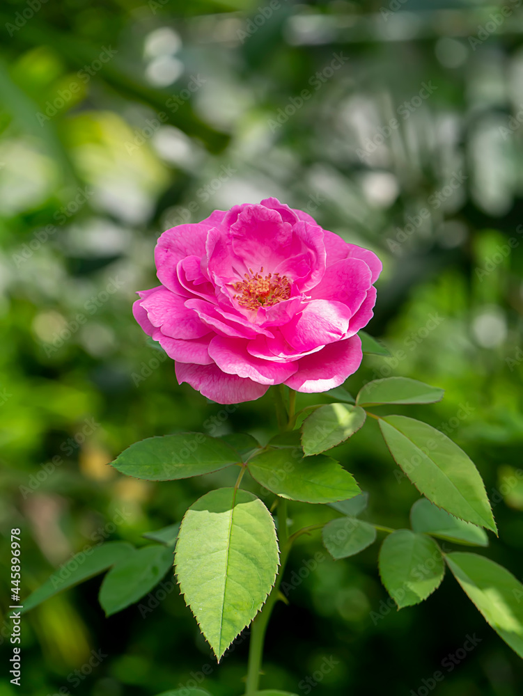 Close up Pink Damask Rose flower.