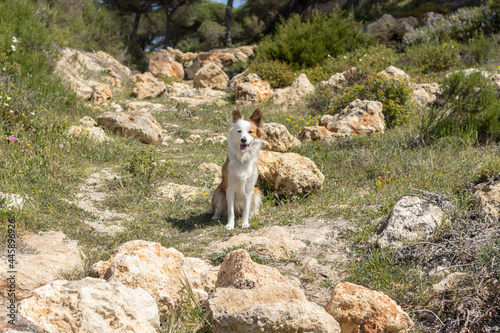 a lovely sable and white border collie on a rocky spot. Dogs energy concept. photo