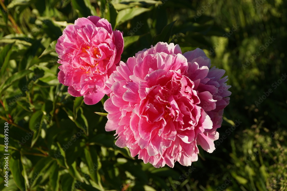 pink flowers