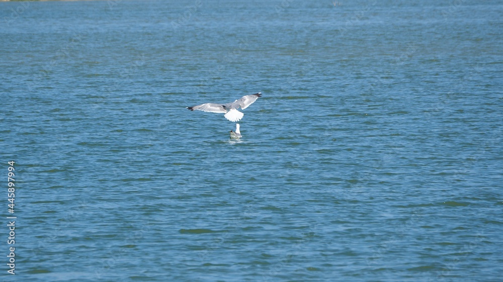 aterrizaje perfecto de una gaviota junto a su compañero, plumaje color blanco y gris, lago de ivars y vila sana, lérida, españa, europa aterrizaje perfecto de una gaviota junto a su compañero, plumaje color blanco y gris, lago de ivars y vila sana, lérida, españa, europa