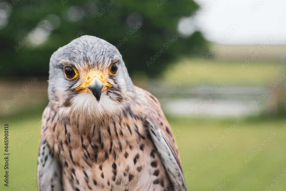 Fototapeta premium Kestral close up