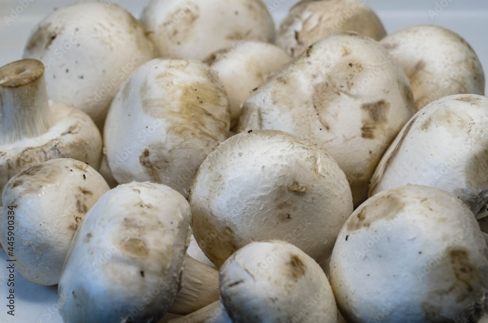 Champignon mushrooms, photo on a white table Champignon mushrooms, photo on a white table