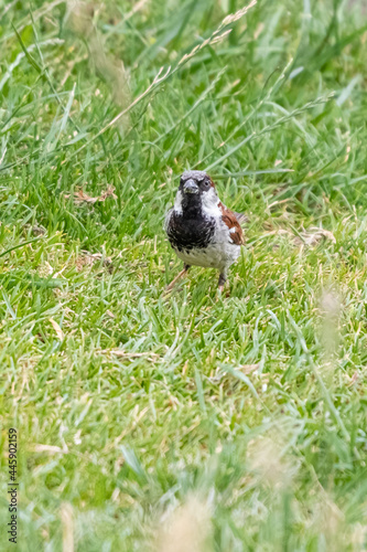 House Sparrow in close-up, photographed in Brittany