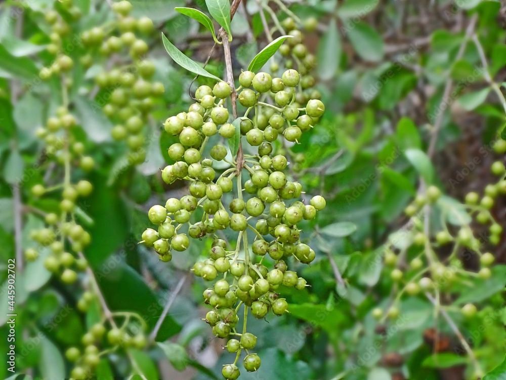 Henna Lawsonia inermis Bunch of young green seeds and fruits at end branch. Used as herbal hair. Henna Lawsonia inermis Bunch of young green seeds and fruits at end branch. Used as herbal hair.