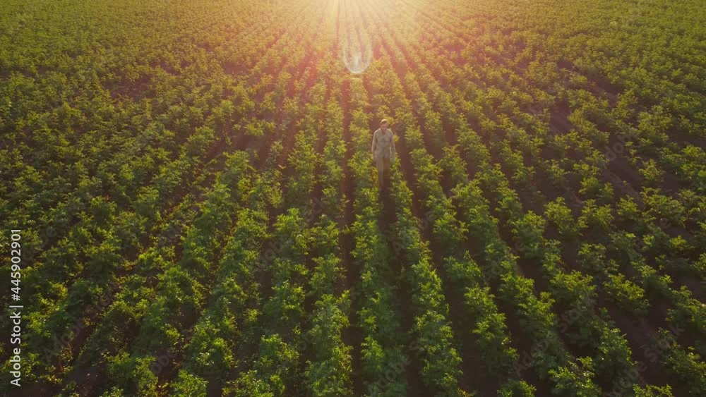 farmer man walking, agricultural potato field at sunset, beautiful green landscape aerial view. potato field in summer. agriculture background aerial. potato plant, field landscape, vegetable farming