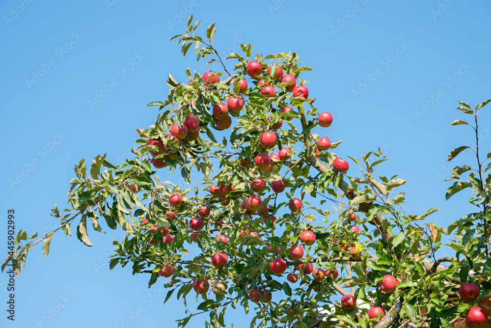 branch of an apple tree with lots of red apples, blue sky branch of an apple tree with lots of red apples, blue sky