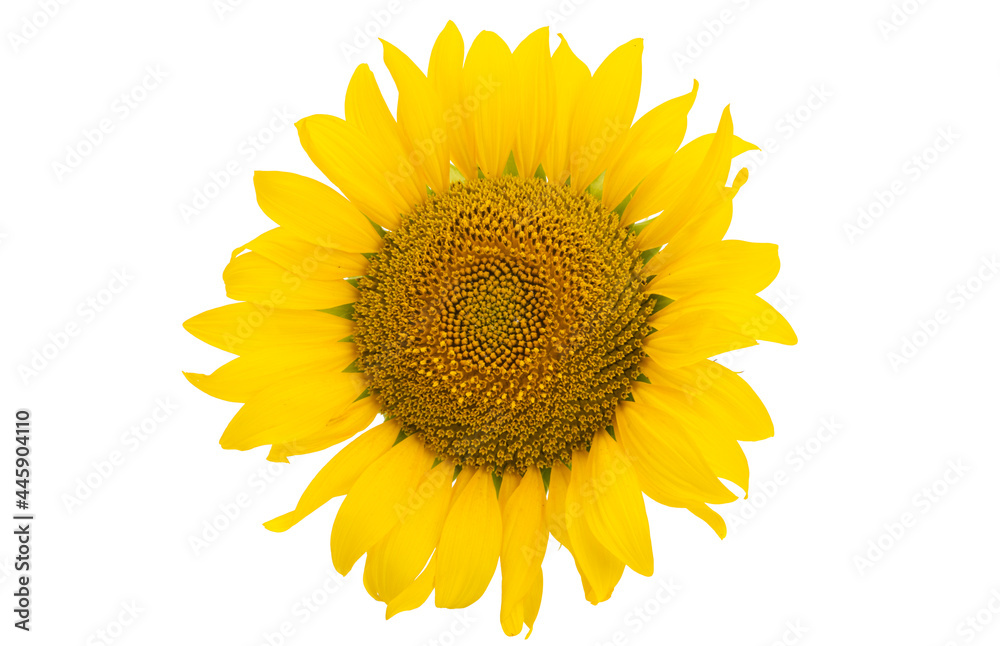 Fototapeta premium sunflower flower isolated