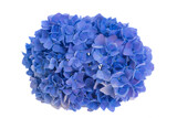 blue hydrangea flowers isolated