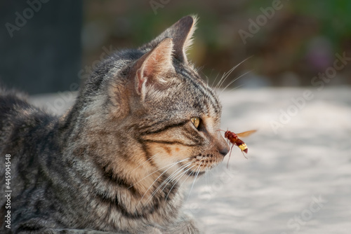 Canvastavla Tabby cat looking at a flying oriental hornet, attacking the nose, Cyprus