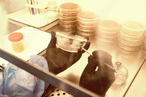 Researcher working with petri dish with bacteria in bacteriological laboratory. Concept of Pharmaceutical Development for Antibiotics, Curing Disease