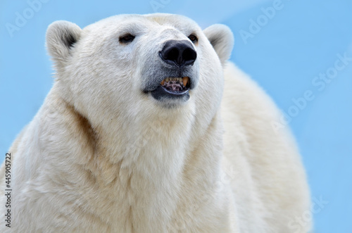 polar bear cub © elizalebedewa